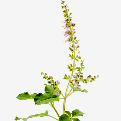 Le Tulsi c’est quoi ?