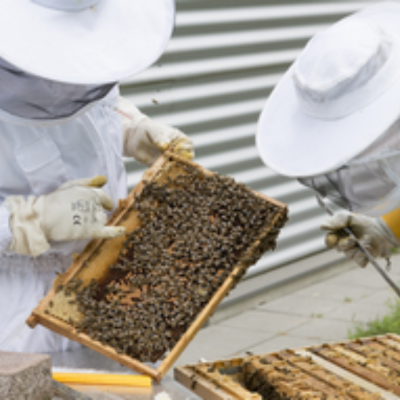 Les abeilles se préparent à essaimer